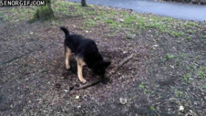 dog,animals,stick,tree roots