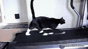 funny,cat,animals,walking,exercise,treadmill,tredmill