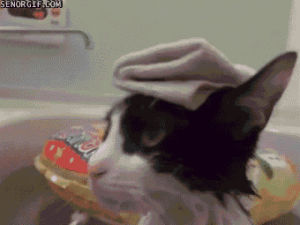 bath,cat,cute,animals,kitten,moving,nodding,towel