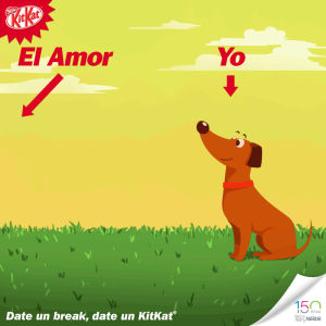 amor,chocolate,funny,love,dog,fun,kitkat,kit kat