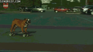 bulldog,board,seor,trend,skateboarders