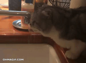 funny,cat,cute,water,drinking,tongue,kitchen,lick,faucet,mixed