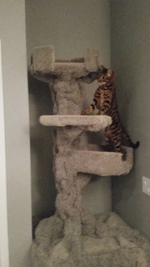 bengal,cat,tree,twisted