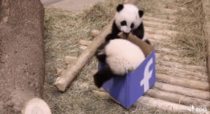 panda,facebook,baby,adorable,pandabook