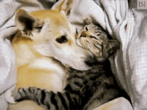 cuddle,cat,animals,dogs