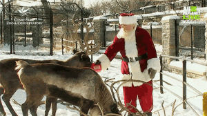 christmas,christmas animals,holidays,santa claus,reindeer,santa,animals,animal planet,aplive,animal planet live,look down
