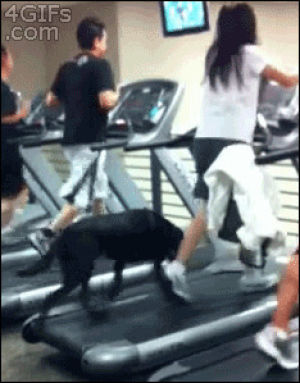 piss,dog,animals,running,treadmill,rgifs