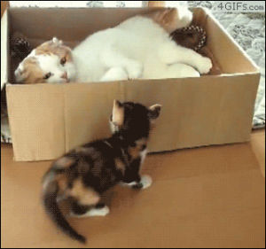 ko,cat,animals,kitten,box,boop,mimic
