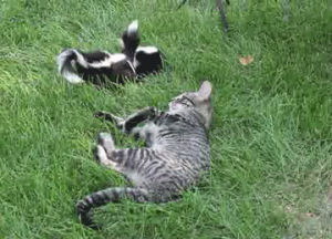 cat,funny,animals,cute,skunks