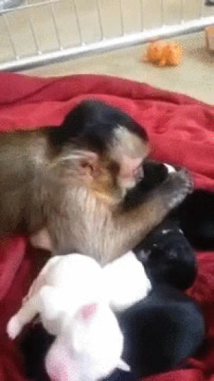 monkeys,puppies