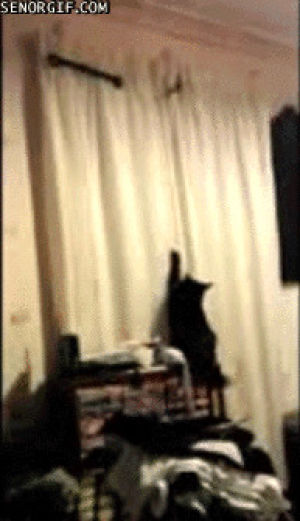 cat,jump,mike munchak,curtain