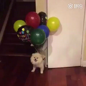 doggo,birthday,fly,eyebleach,learns