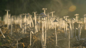 mushrooms,mist,fog,sunrise,cinemagraph,nature,fall,smoke,autumn,perfect loop,cinemagraphs,dawn,videography,living stills