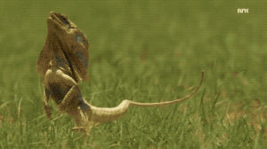 lizard,running,run away,on my way to steal your girl,frill neck lizard,omwtsyg