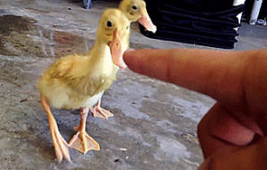 duck,intruder