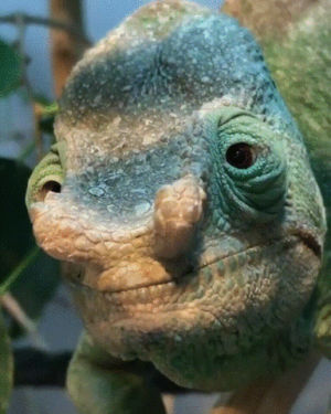 Chameleon Gif Find On Gifer