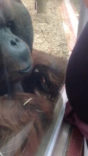 orangutan,woman,kisses