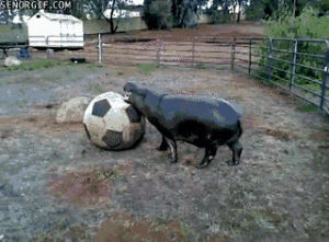 memes,soccer ball,hippo,happy,animals,cute