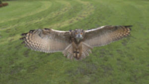 flying,owl,slow motion,slo mo
