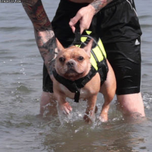 swimming,dog,animals,cute,life vest