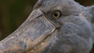 excuse me,shoebill,sorry,pardon,africa,bird,side eye,lie,bbc earth,evils,the 10 spot