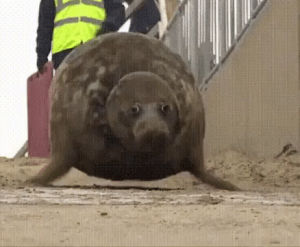hopping,sea lion,fat,hop