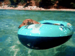 dog,dachshund,animals,swimming pool,morning tumblr,i want to be this dog right now,swimmy swimmy