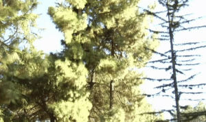 la trees,canary island pine,pinus canariensis