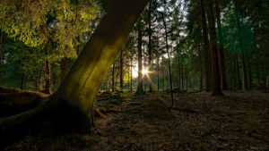 forest,cinemagraph,sunset,cinemagraphs,star,water,nature,tree,perfect loop,woods,reflection,bark,artist