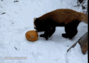tackle,funny,cute,animals,panda,playing,pumpkin,rolling,brown