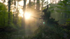 forest,sunrise,mist,cinemagraph,sun,nature,dawn,smoke,fern,fog,moss,living stills