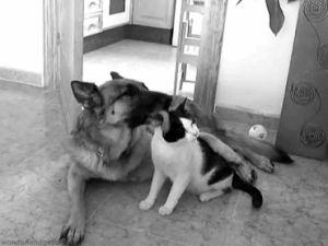 animal love,love,cat,dog,animals,roll over,dog s,cat s,cat and dog