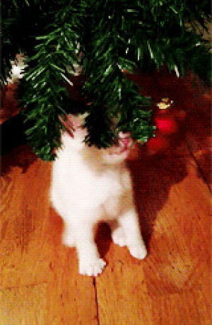 christmas,animal christmas,ornament,christmas animals,animals,kitten,play