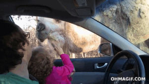 surprise,home video,treats,funny,car,face,kid,eat,camel,safari