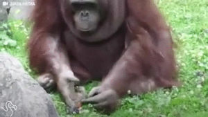 bird,baby,orangutan,attempts