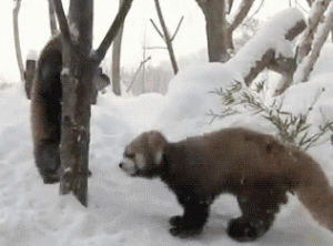 red panda,funny,animals,cute,snow,snowing