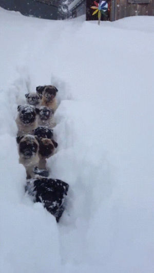 animals,pugs,snow