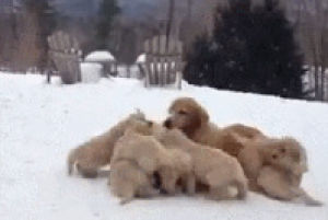 awww,doglover,love,dog,animals,snow,games,adorable,puppy,white,sweet,play,mom,lovely,aww,puppies,honey,mommy,too much,labrador,doggies,shep