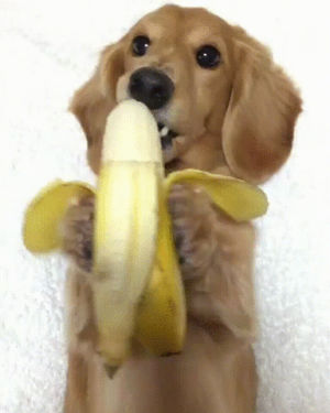 dog,munching,banana