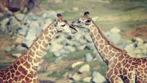 love,animals,nature,youtube,tongue,kisses,instagram,giraffe,wildlife,neck,baby animals,animal s,tall,giraffes,wi,sdzsafaripark,james patterson