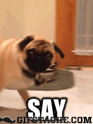 pug,say that to my face
