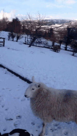 dog,animals,snow,lamb