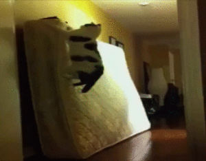 mattress,americas funniest home videos,cat,fall,afv