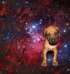 dog,space,submission,dog in space