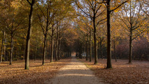 trees,perfect loop,pathway,nature,cinemagraph,fall,cinemagraphs,leafs,living stills,falling leafs