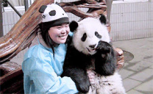 panda,licking,animals,animal,eating,bear,panda bear,giant panda,shes so lucky