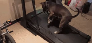 pit,bull,treadmill