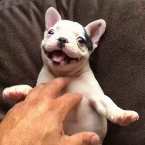 happiest,pup,seen