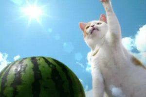 cat,weird,beach,watermelon