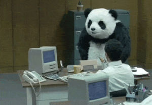 panda,work,pissed,random,pissed off panda